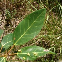 Ficus racemosa L.